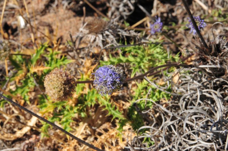 Jasione montana / Vedovella annuale